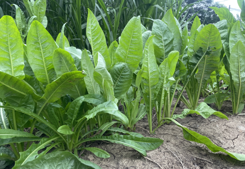 多年生养鱼种什么?大叶菊苣营养均衡,叶片柔嫩丰富好消化