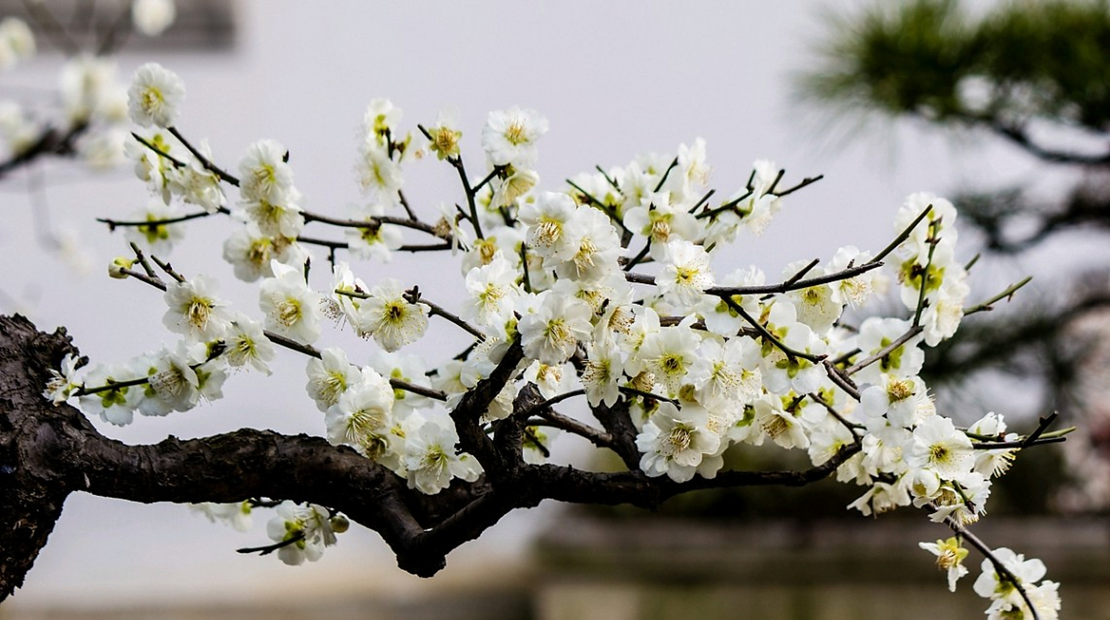 在寒冷的冬天,  梅花为人们带来温暖和希望,  让人们感受