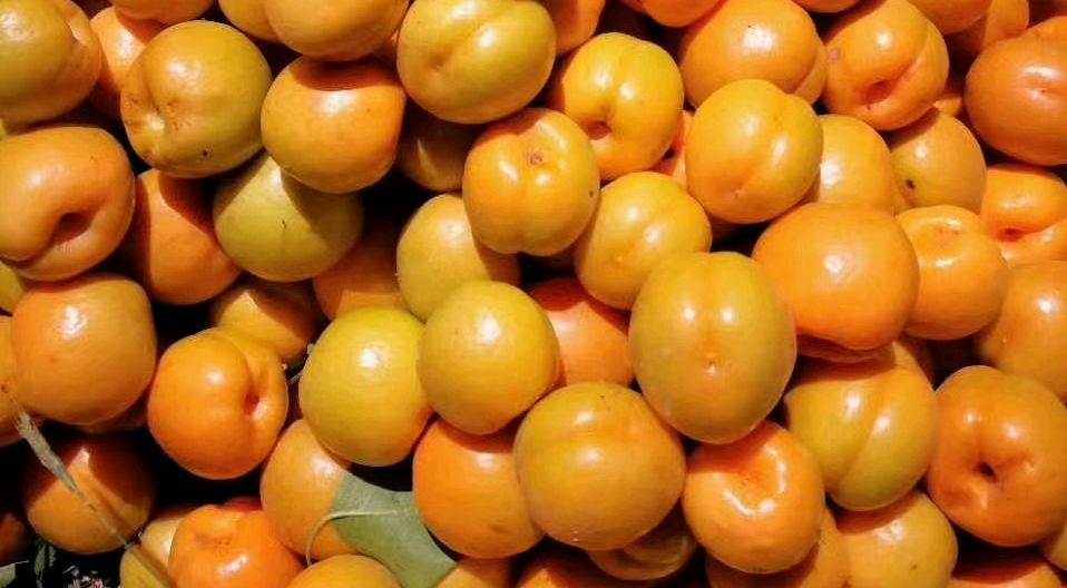 广河包谷杏的前世今生,有幸尝到算是福气!