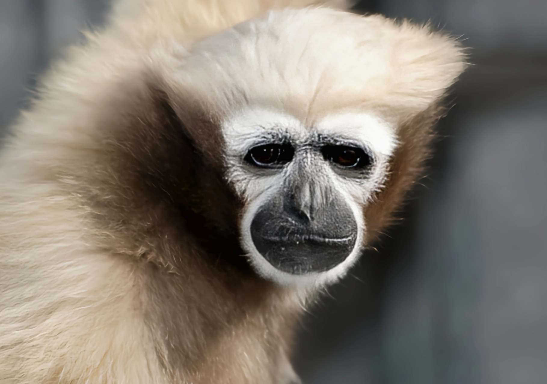 每天认识一种动物——东部白眉长臂猿 东部白眉长臂猿别名呼猿,呼洛克