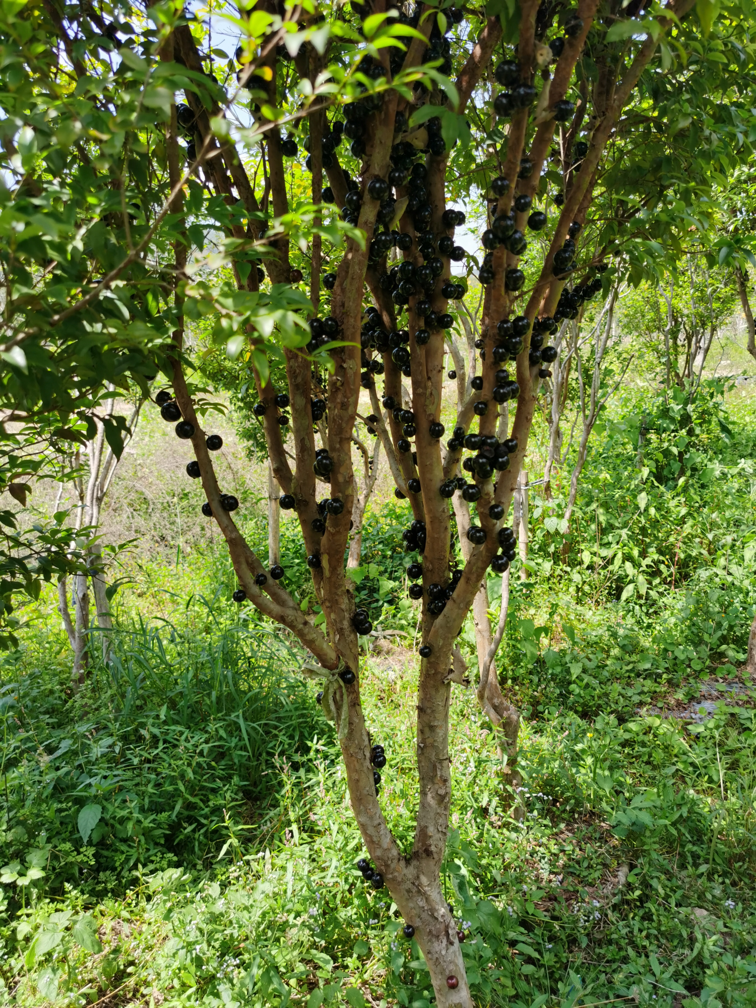 漳浦葡萄树园 - 热门商品专区