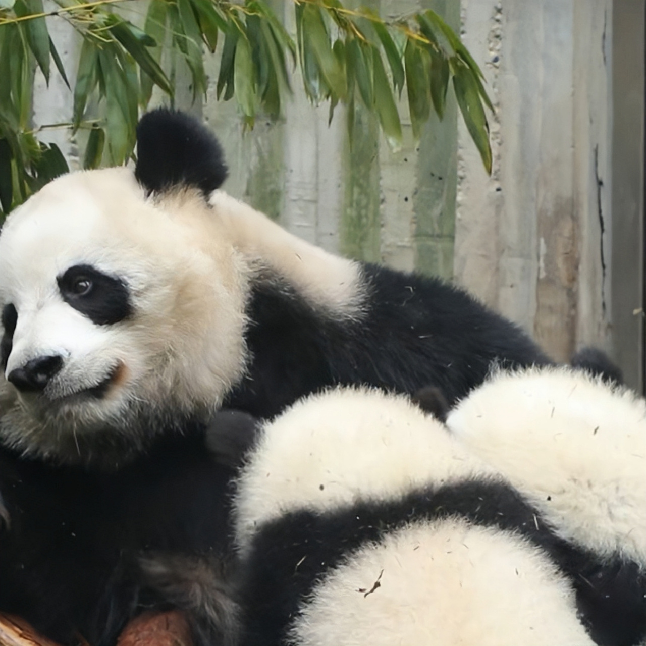 目前大娇还在哺乳期,带两个熊孩子肯定累