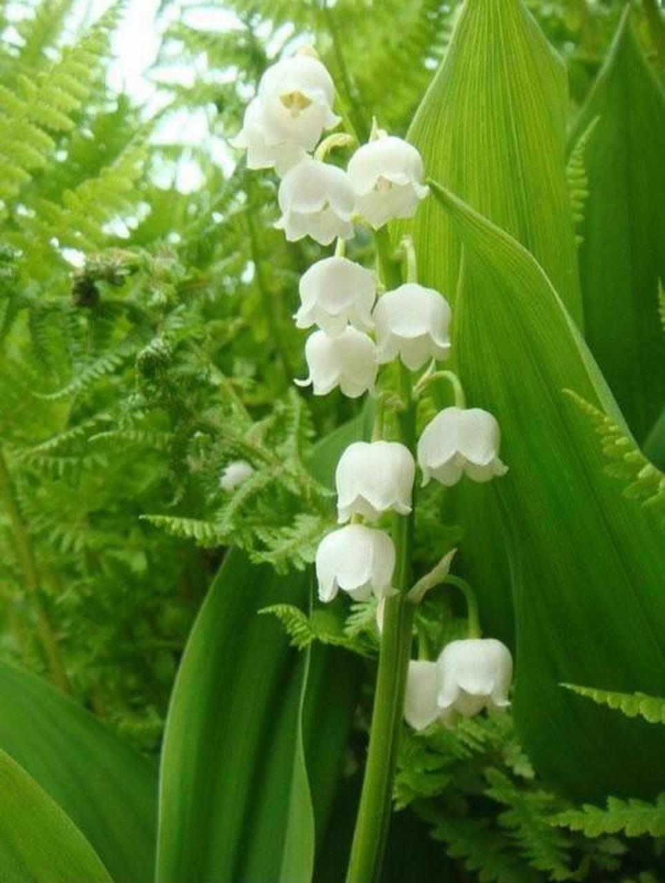 风铃草的花语白色图片