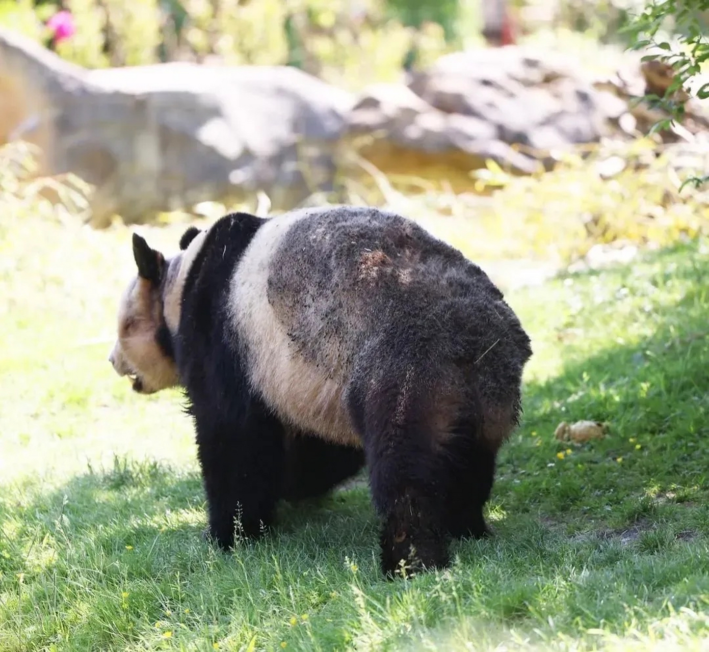 法国动物园官网分享,旅法大熊猫圆梦即将于本月7月25日回国,离开法国