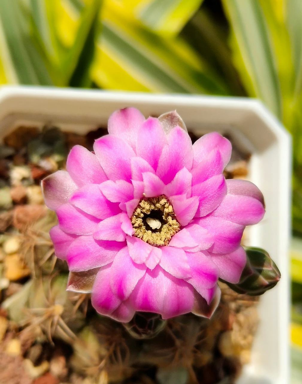 多肉仙人球 瑞昌玉 丽蛇丸 67