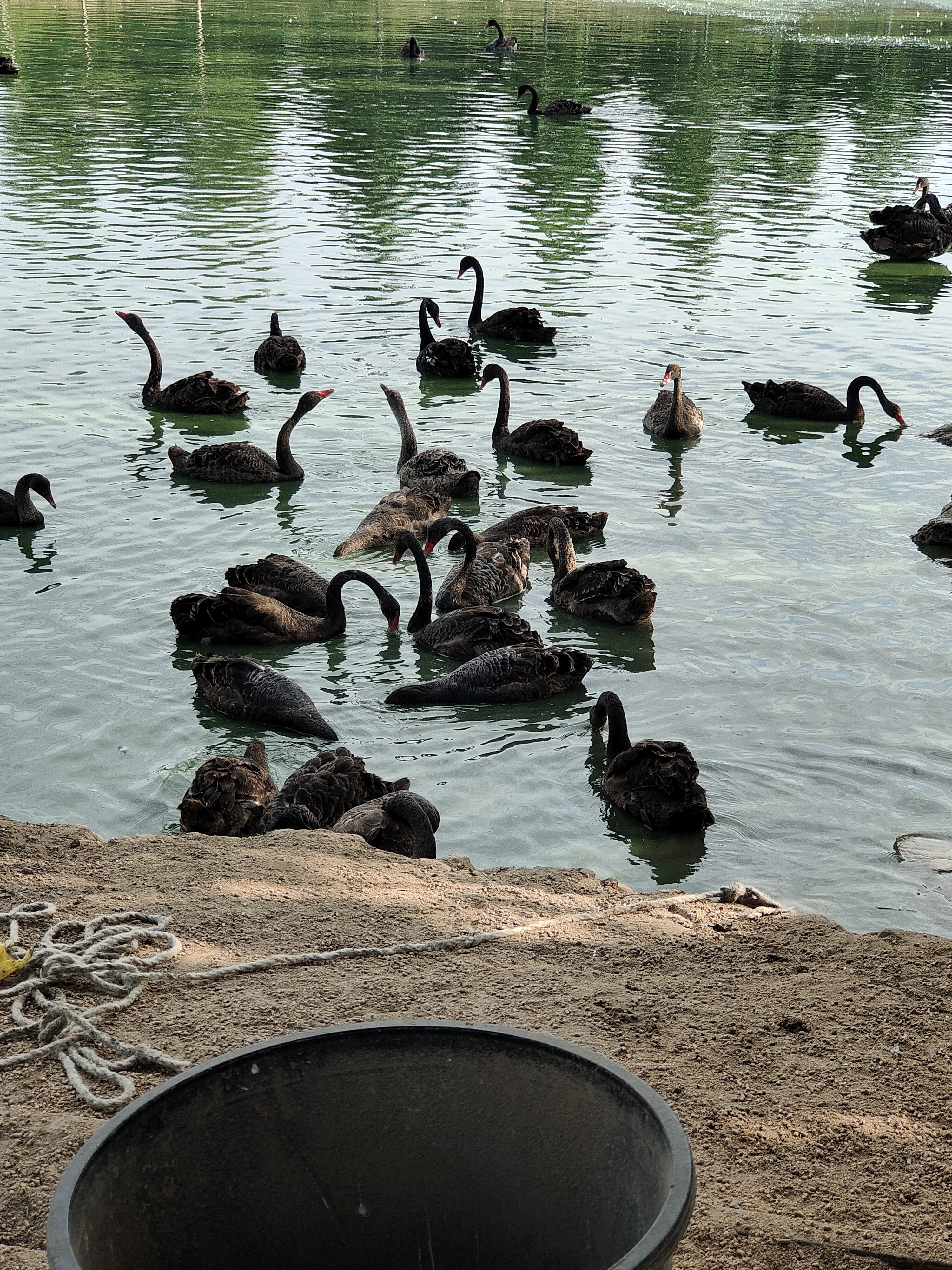 黑天鹅苗成年黑天鹅观赏水禽