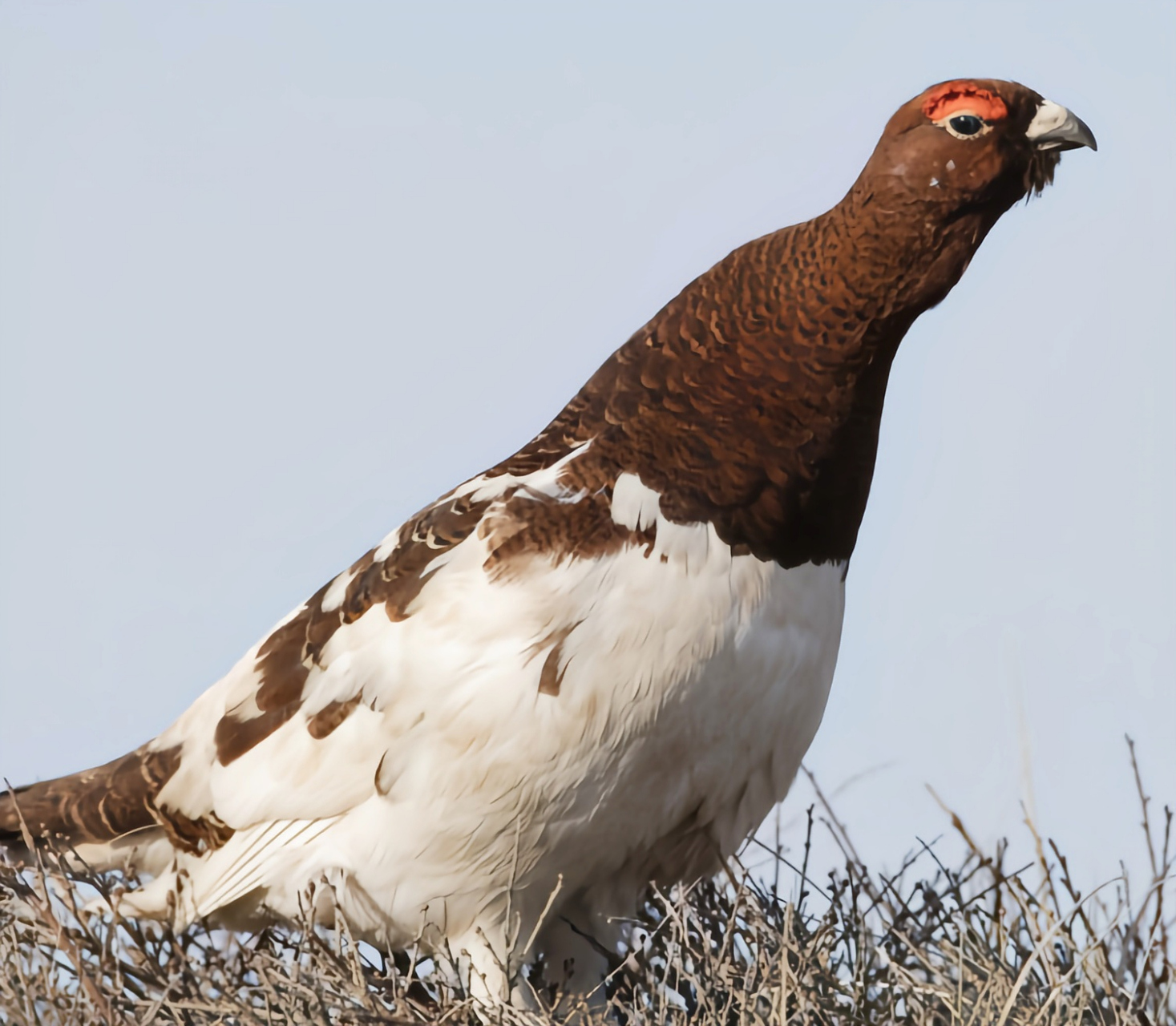 哪些有点"刑"的鸟类——柳雷鸟 柳雷鸟是我国二级保护动物,在我国境内