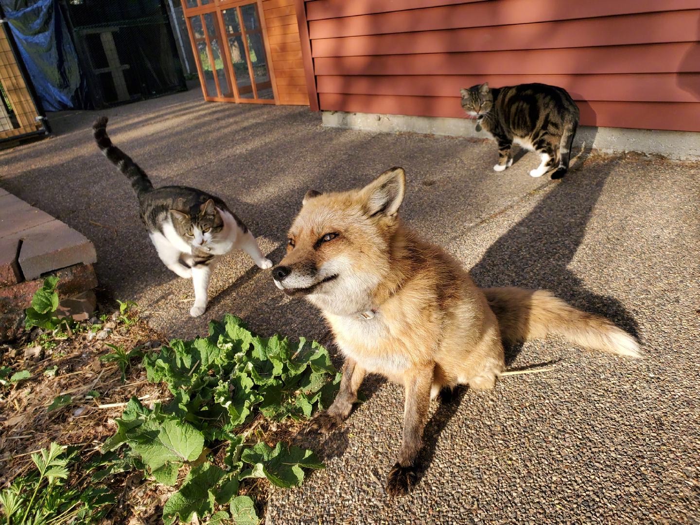 猫咪和狐狸一起形成画面也太可爱了ba!