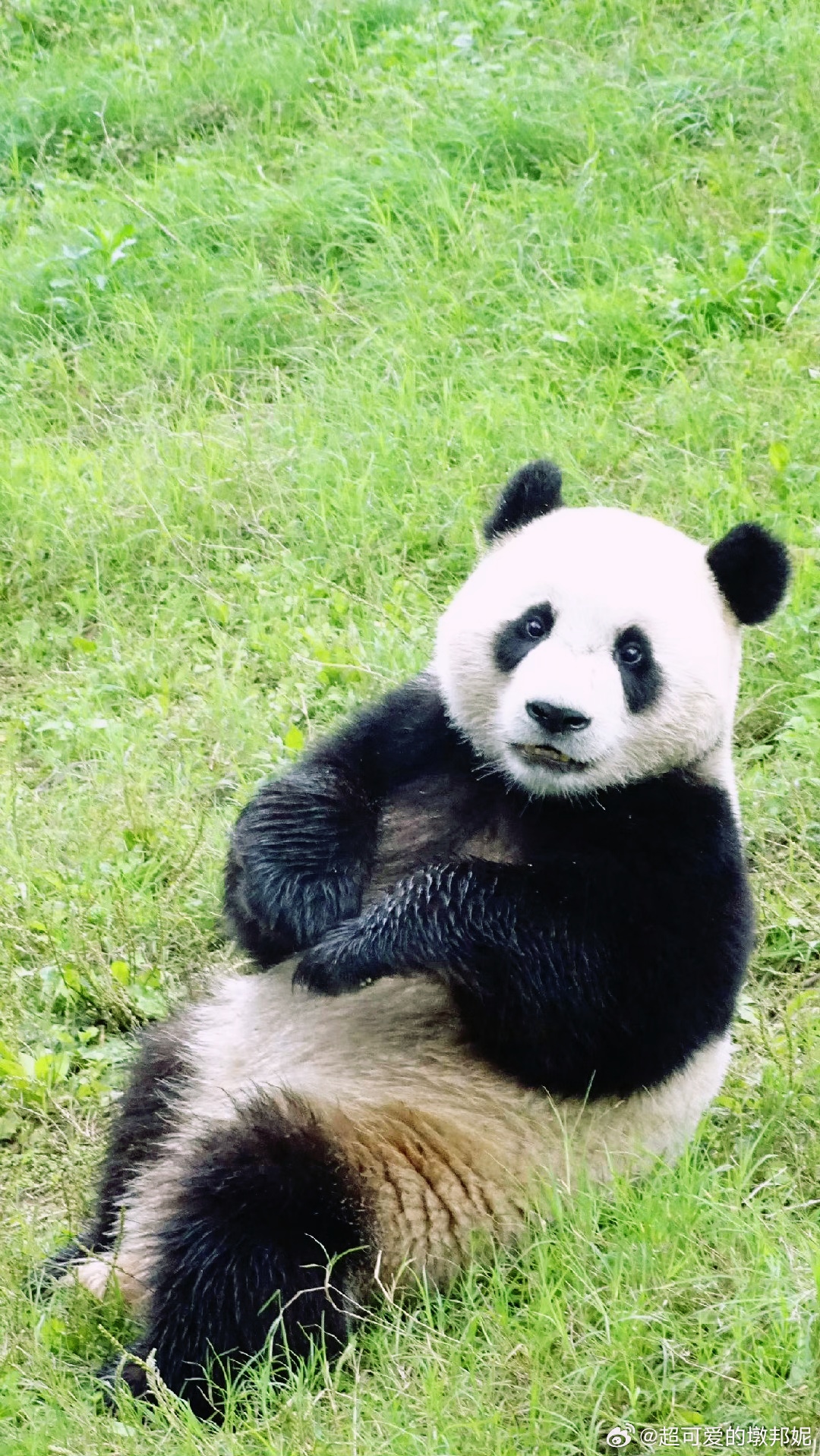 大熊猫乐宝,逍遥又自在,快乐似神仙