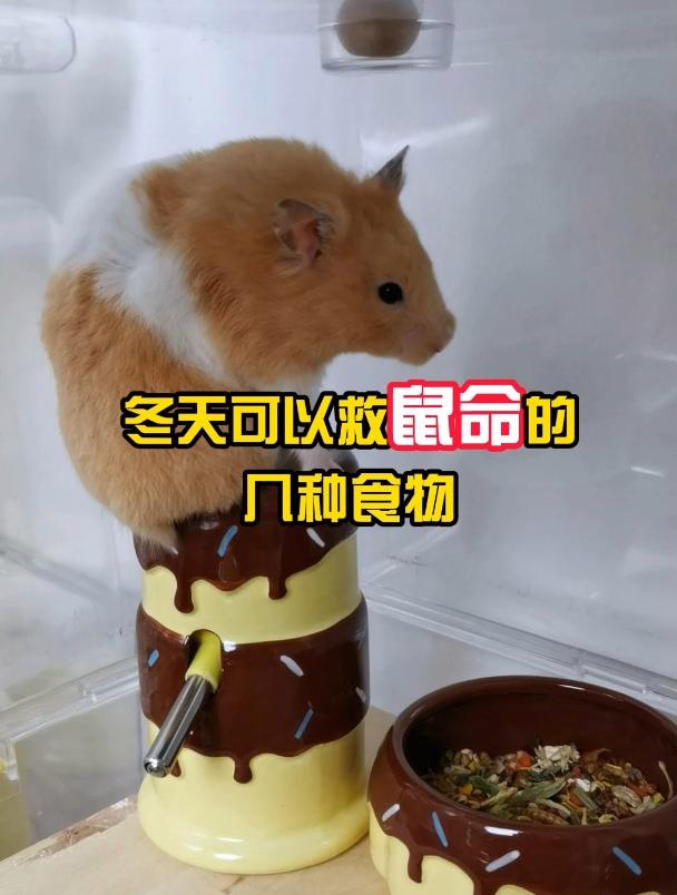 动物储存粮食图片