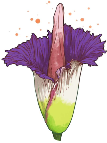 世界上最臭的花——泰坦魔芋花