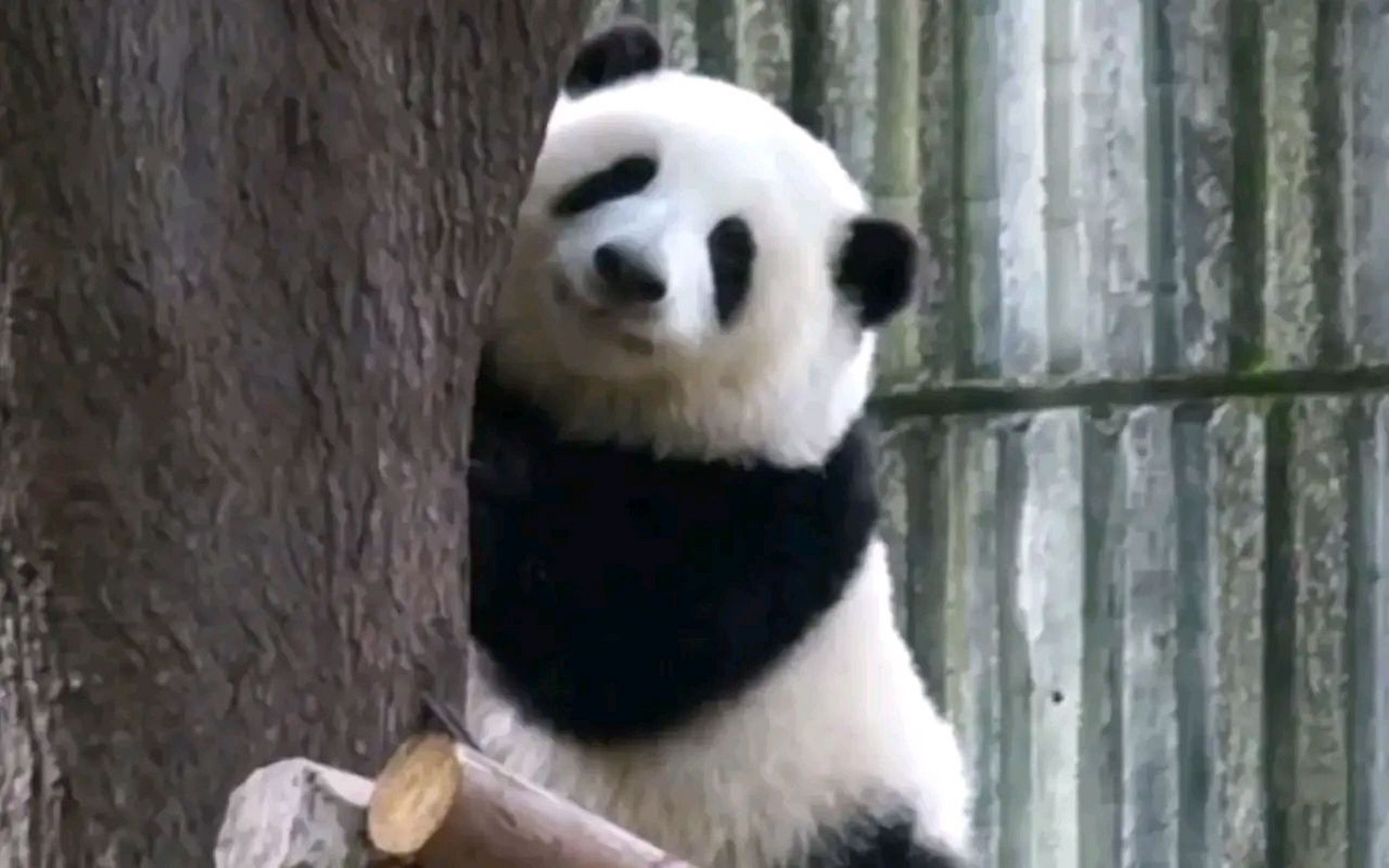 国宝熊猫千千万,唯有花花最好看.