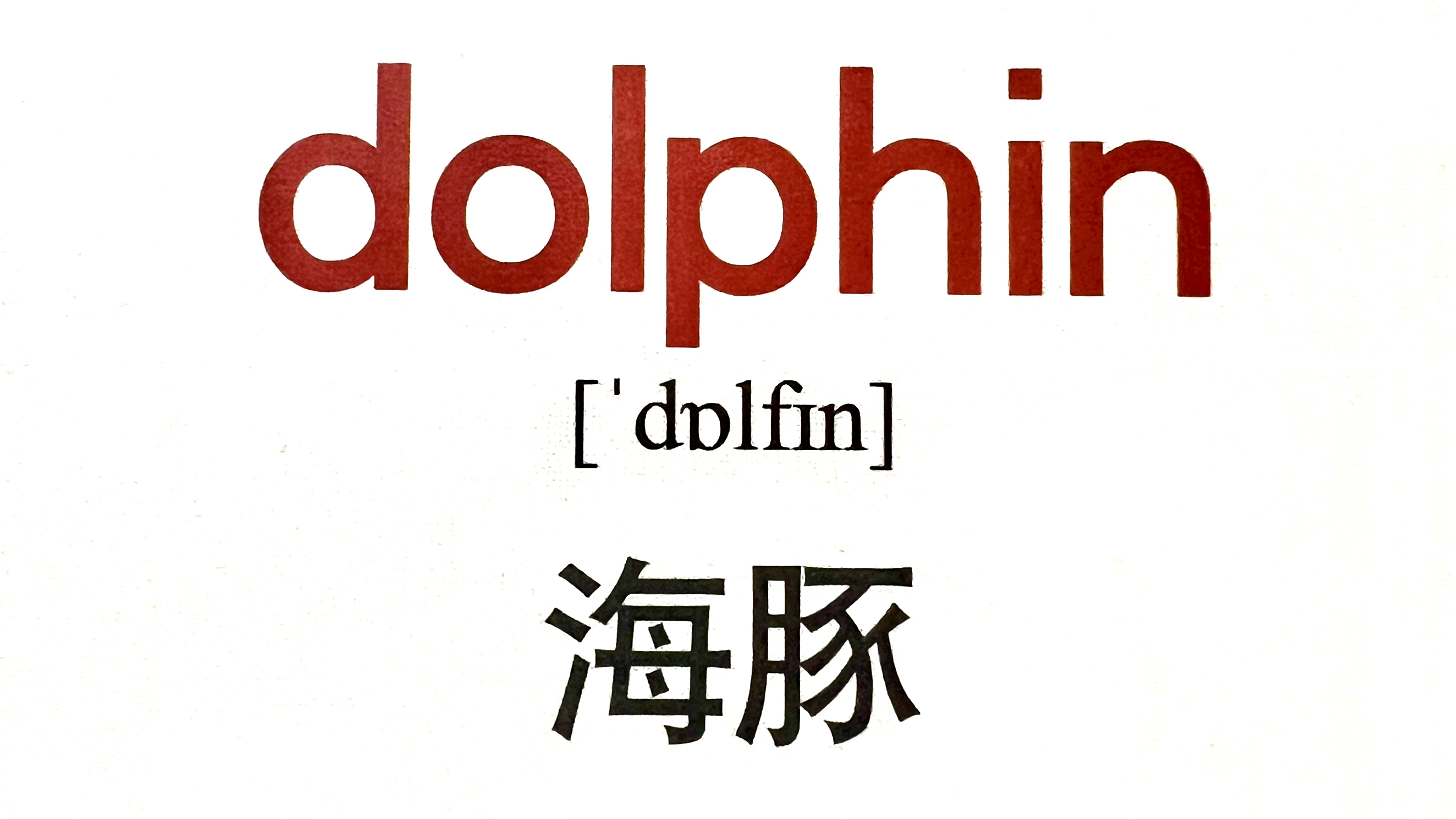 每晚记单词[心] dolphin