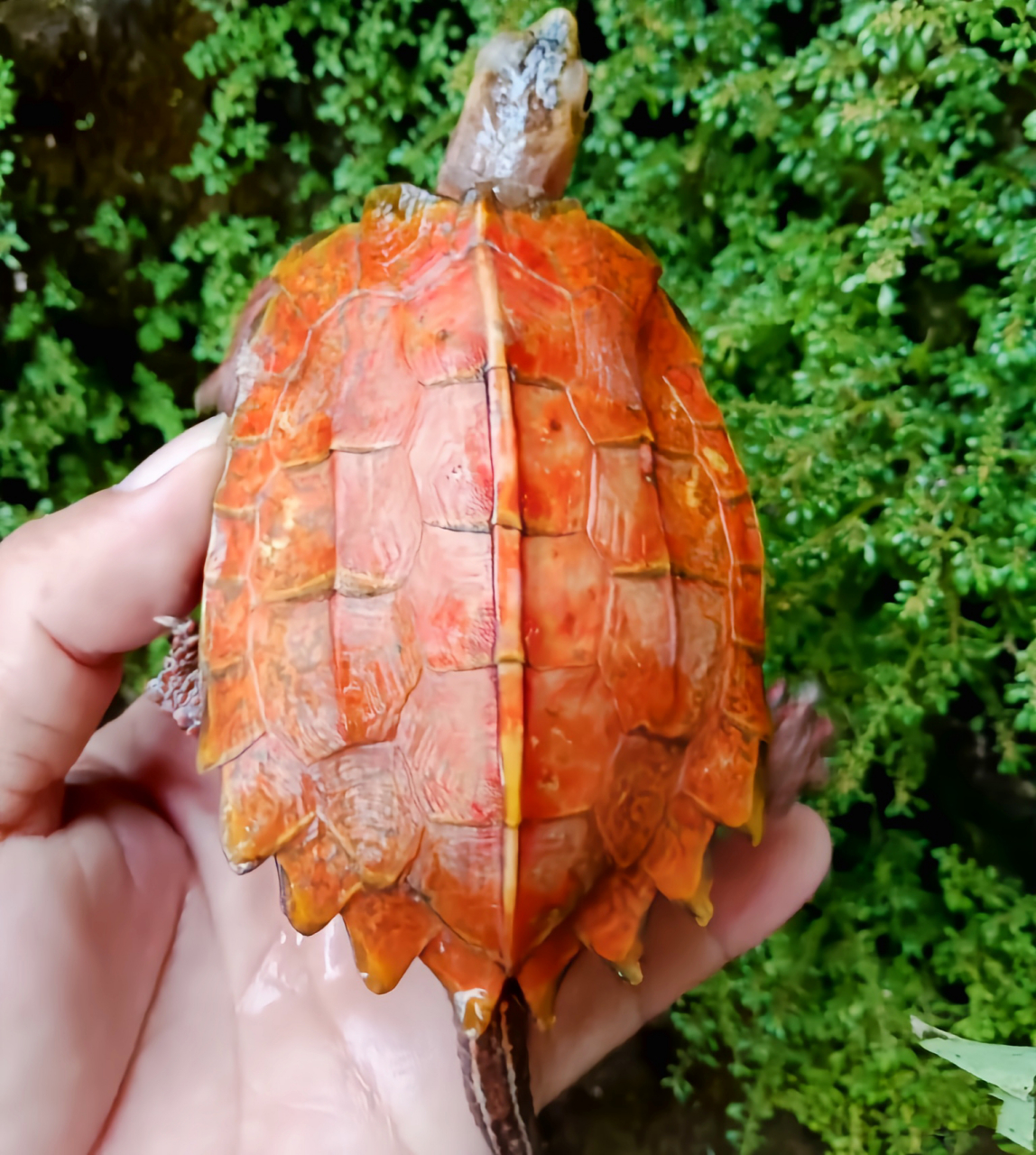 每天认识一种动物——枫叶龟 枫叶龟别名地龟,金龟,十二棱龟,原产于