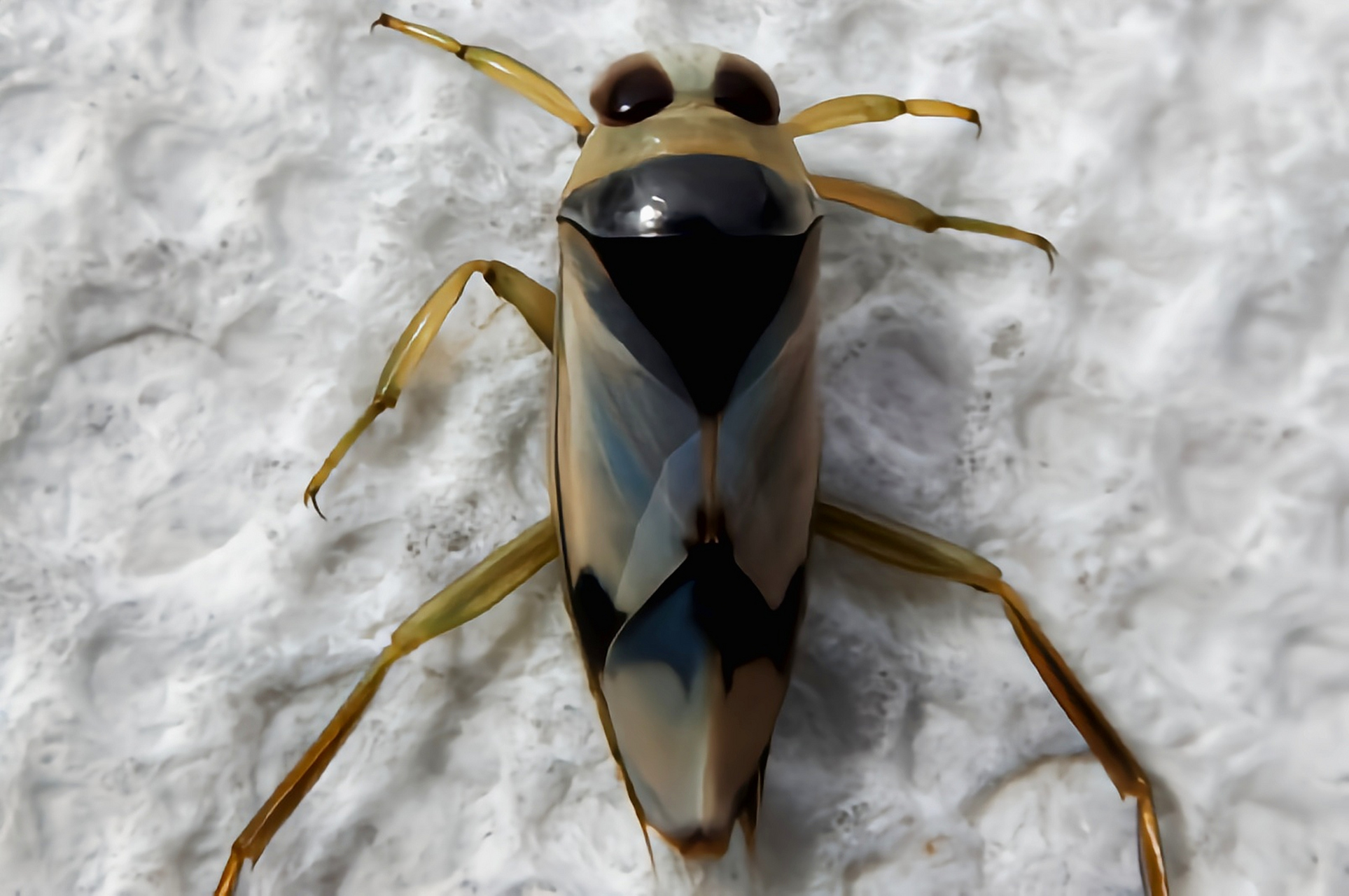 每天认识一种昆虫——黑白背仰游蝽 黑白背仰游蝽是半翅目,仰蝽科昆虫