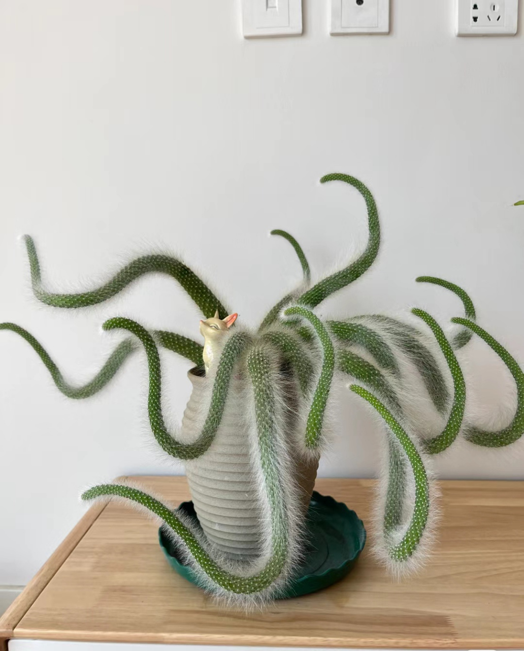 多肉版的九尾狐#乐享周末分享吧