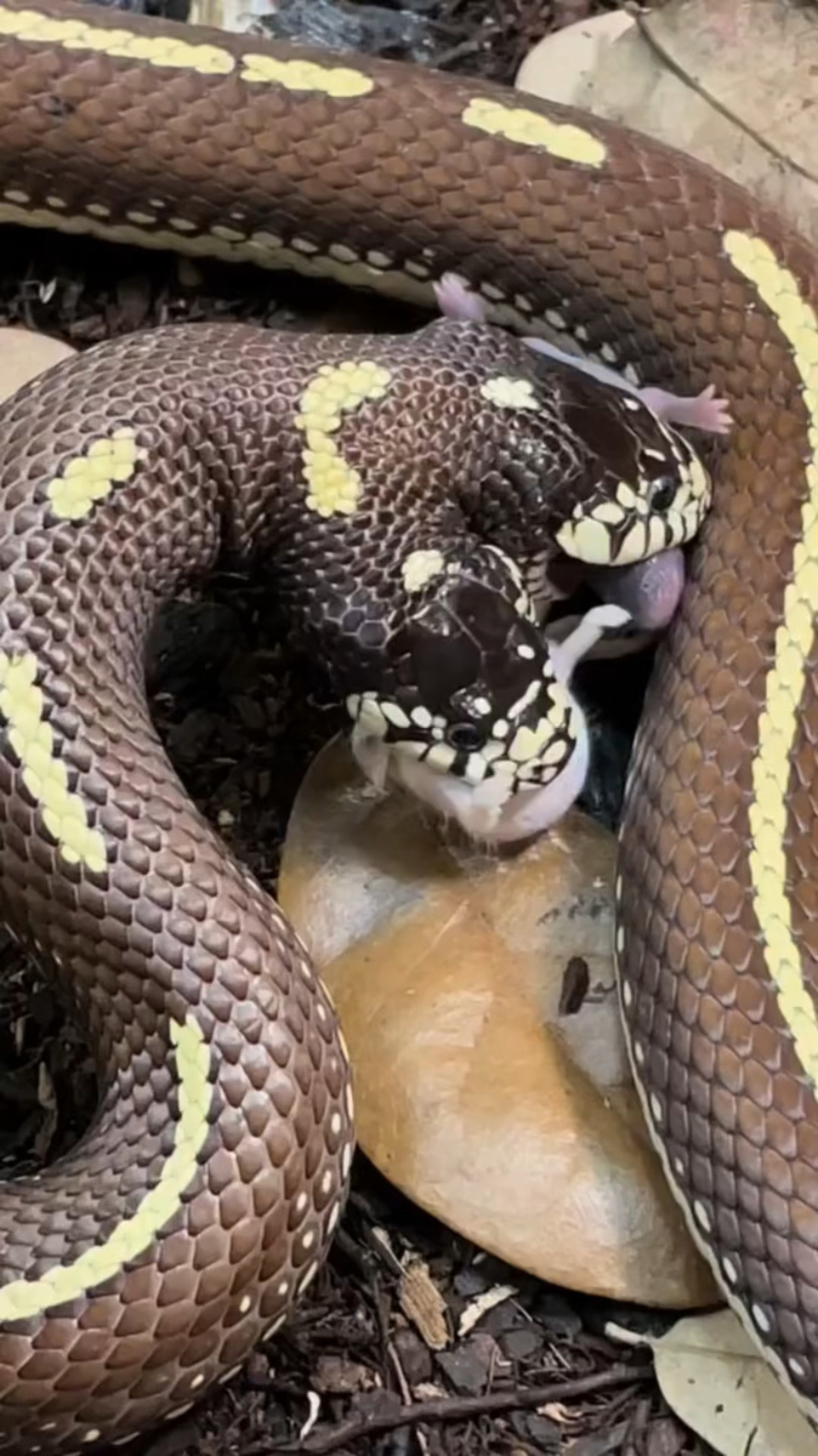双头蛇进食名场面,这一幕太震撼了-度小视