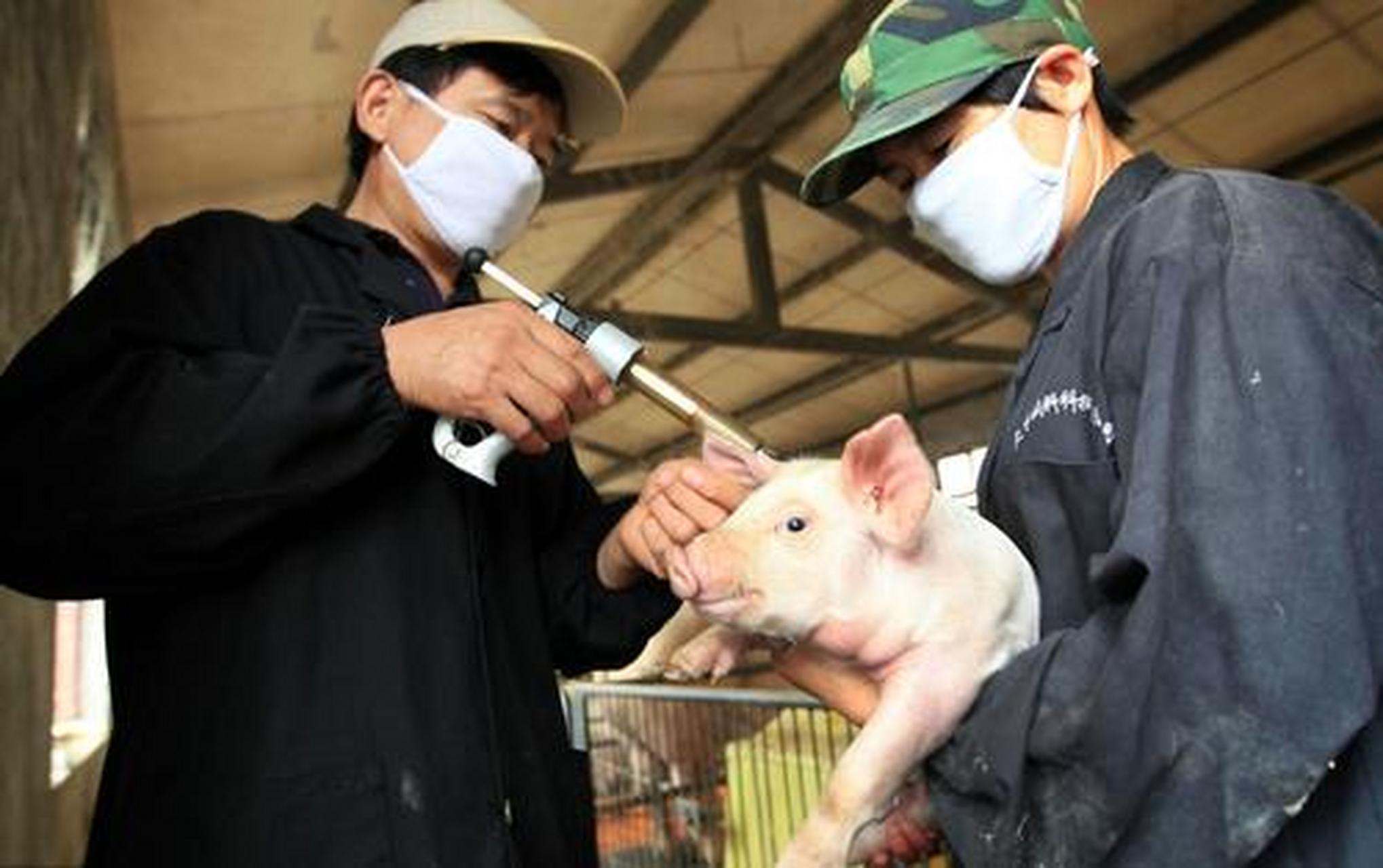 猪打疫苗前一定要做保健 #养猪# #打疫苗# 打疫苗是为了,放一些病毒性