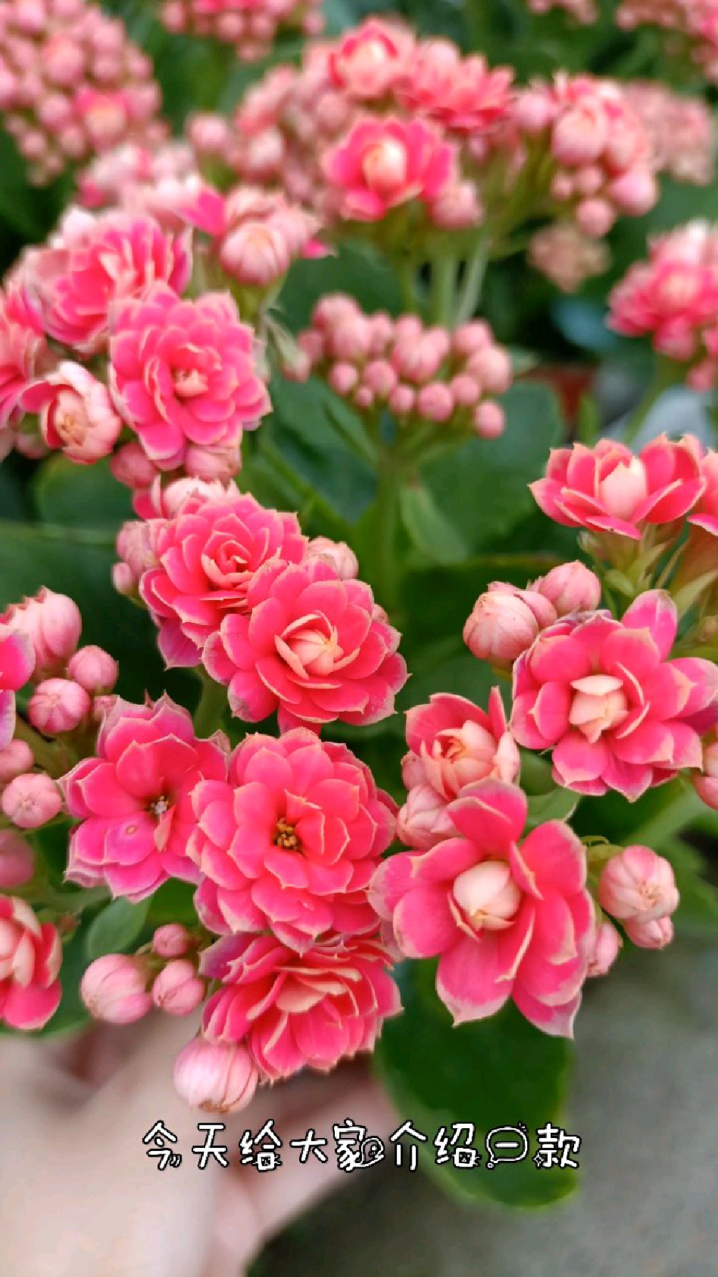 讲解分享一款长寿花珊瑚,重瓣中花带金边,西瓜红颜色,真的太好看了-度