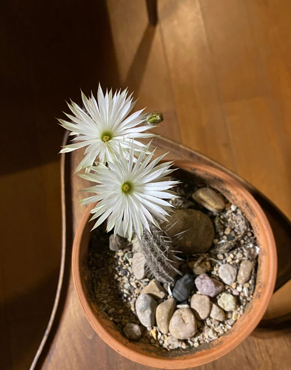 妥妥的小仙女 少了些搞笑气质 仙人球奇想丸,清香