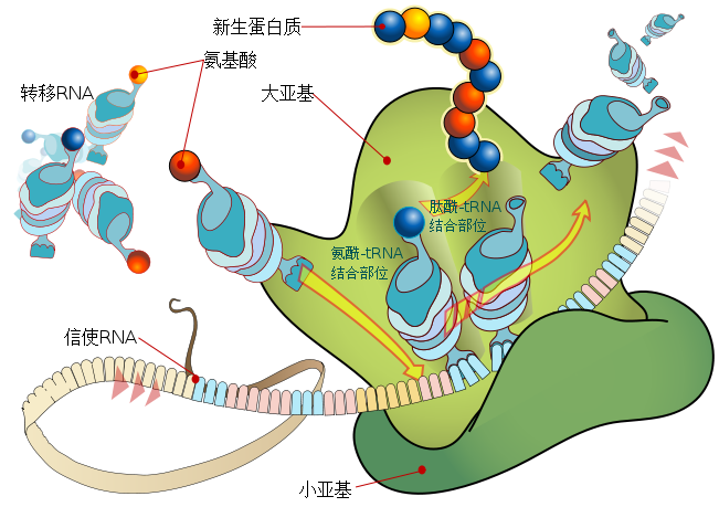 科学家认为,生化反应在不同的空间范围内,不会被随机运动破坏