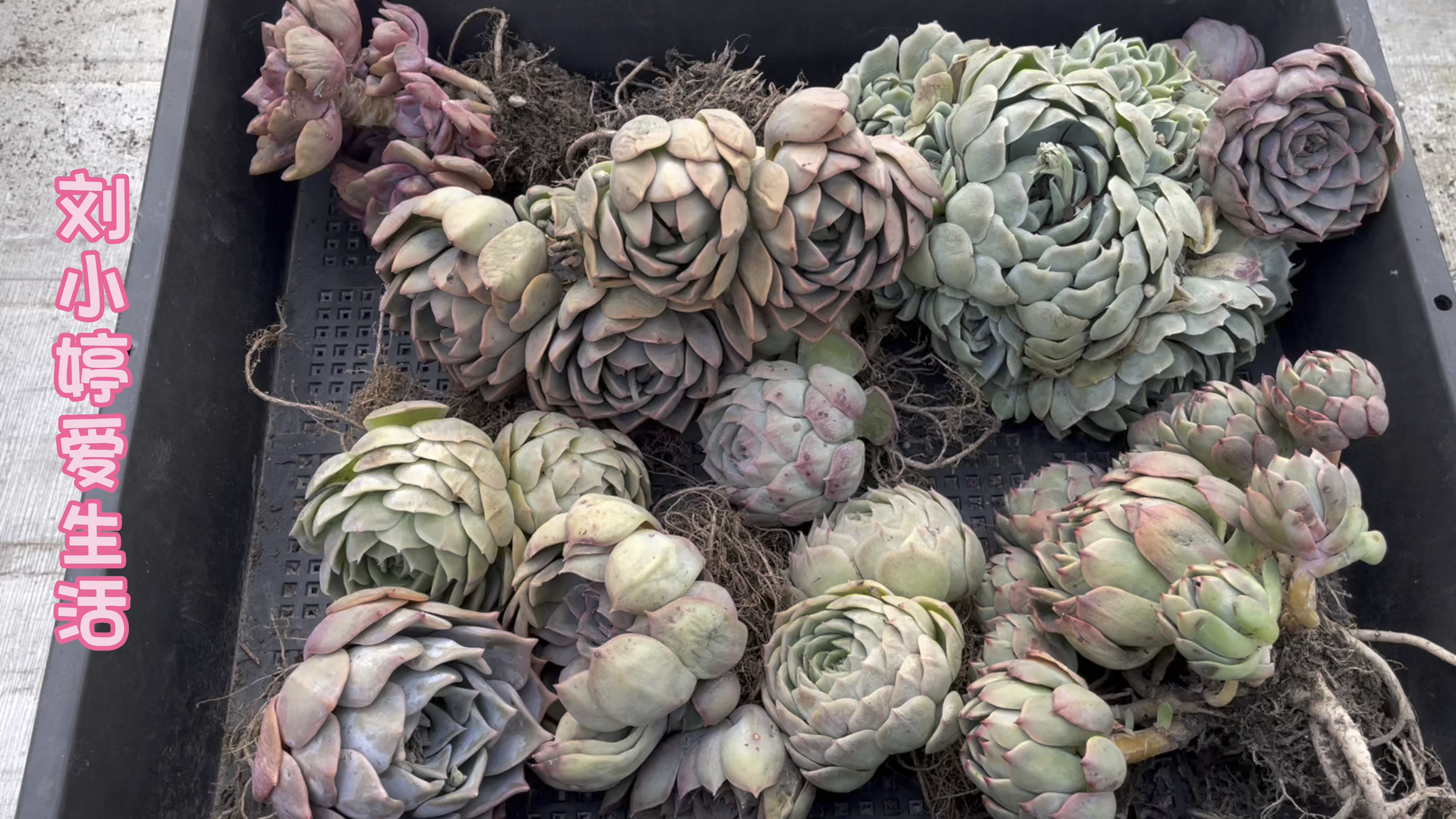 35块多买了一筐多肉,都是木质化老桩,双头昂斯诺只要2.5元