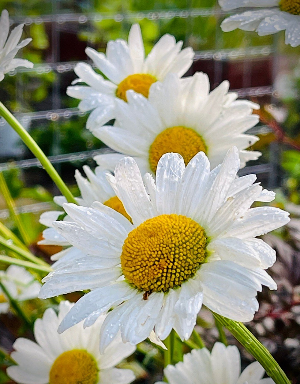 法兰西菊,每年在我花园野花般兀自成长,野得有个性,看着心欢喜!