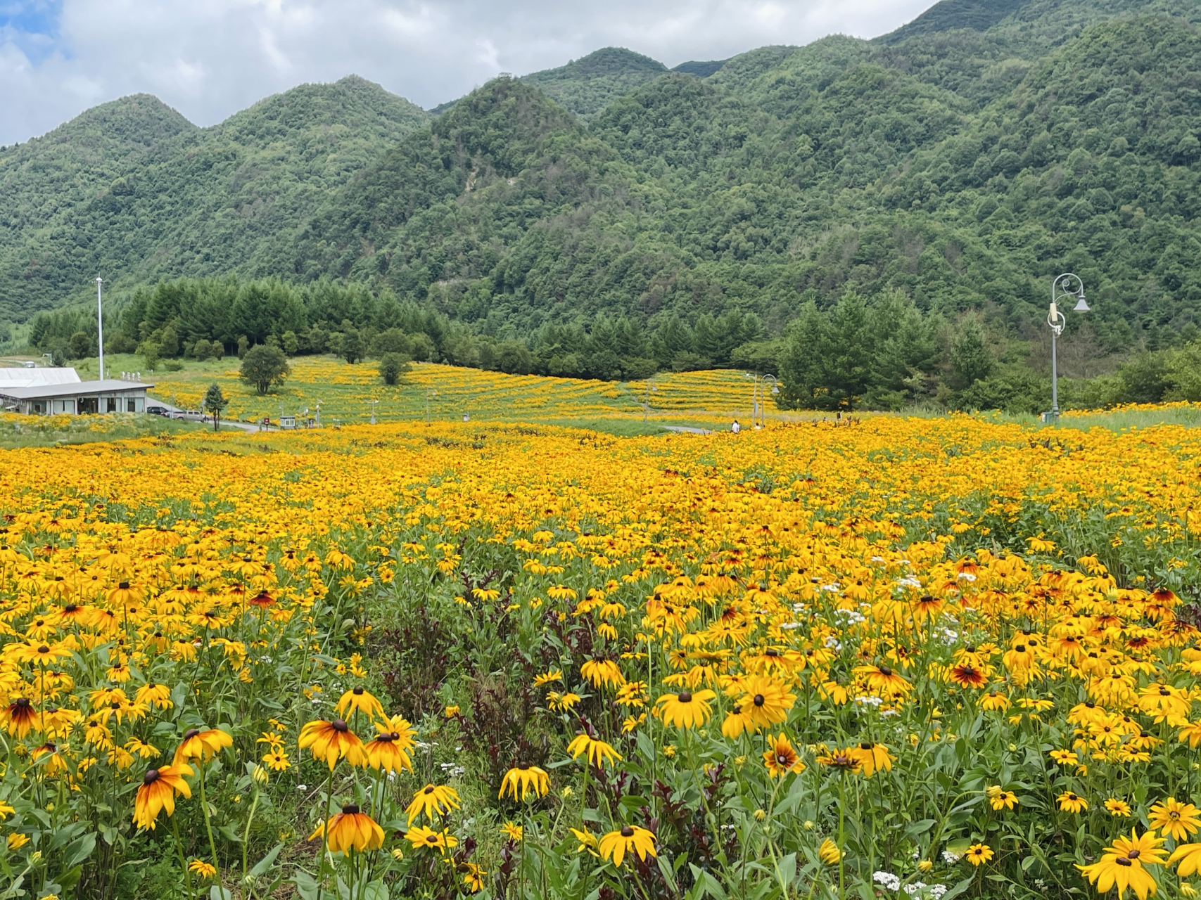 红池坝花海图片