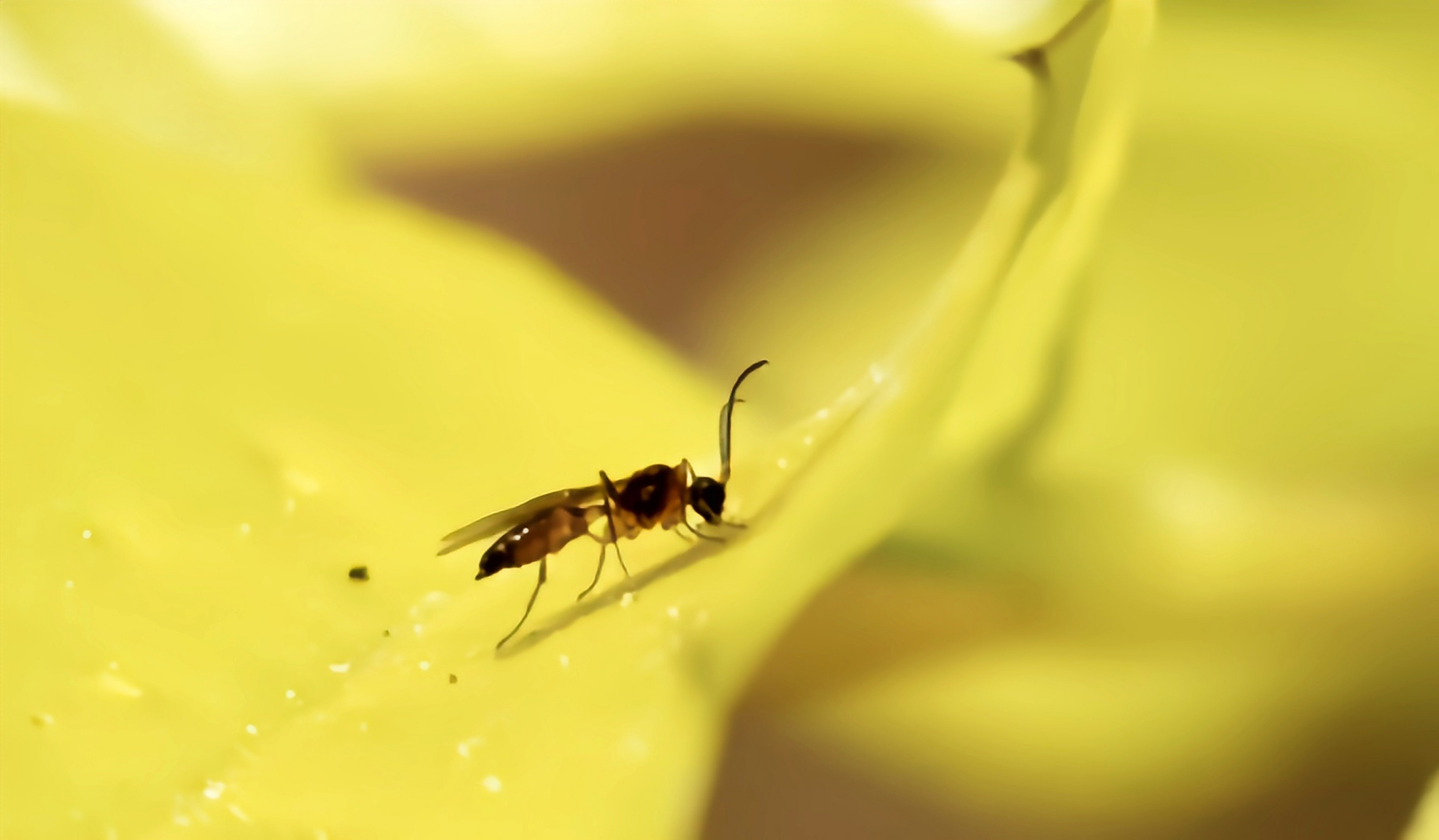每天认识一种昆虫——墨蚊 墨蚊别名库蠓,小咬,蠓柏子,原产于亚洲
