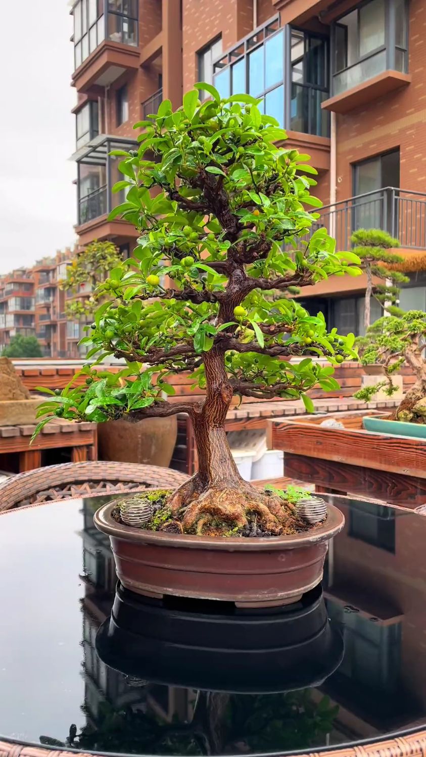 极品老桩金豆盆景