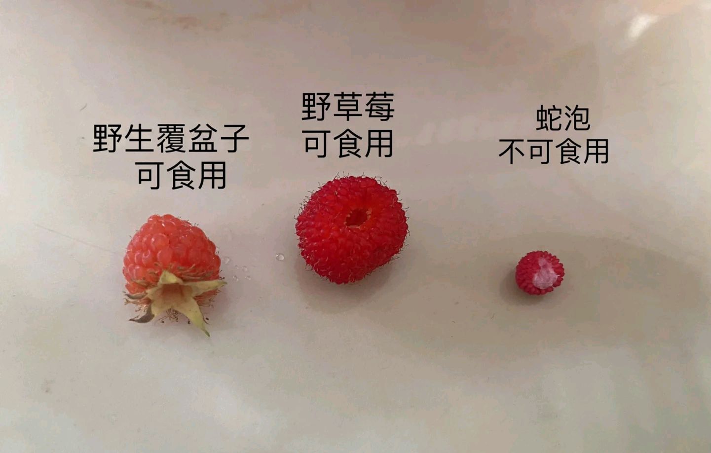 区分覆盆子 野草莓 和蛇莓