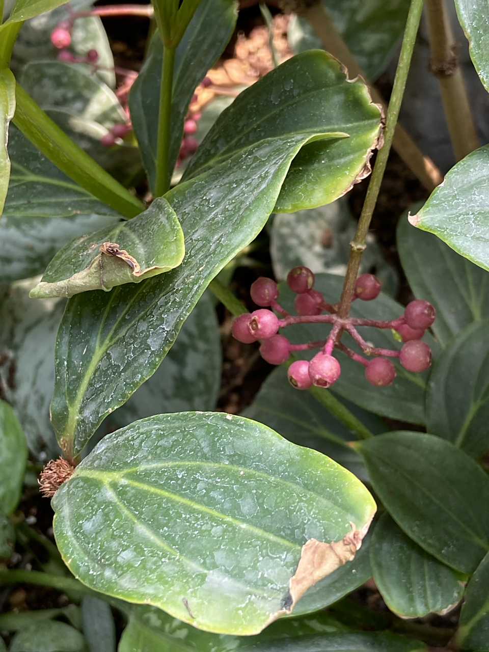 应该是紫金牛属的一种.