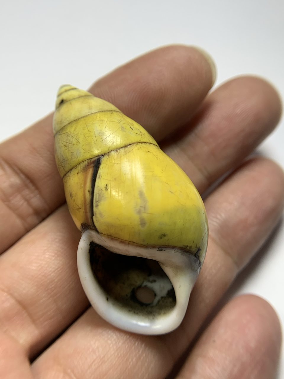 藏传左旋老贝壳 使用痕迹明显 有孔可佩戴 少见左旋 天然色 少见色