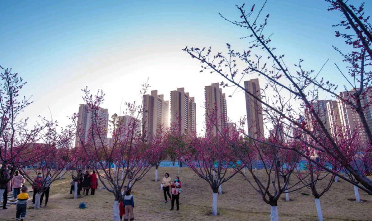 详细介绍西安开元公园免费超大梅花林,比唐村更值得一去,花已开
