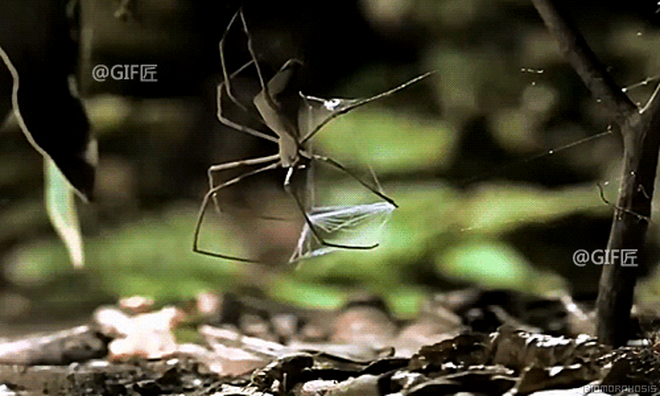 从这个角度看蜻蜓的脑袋,多少有些惊悚.3.