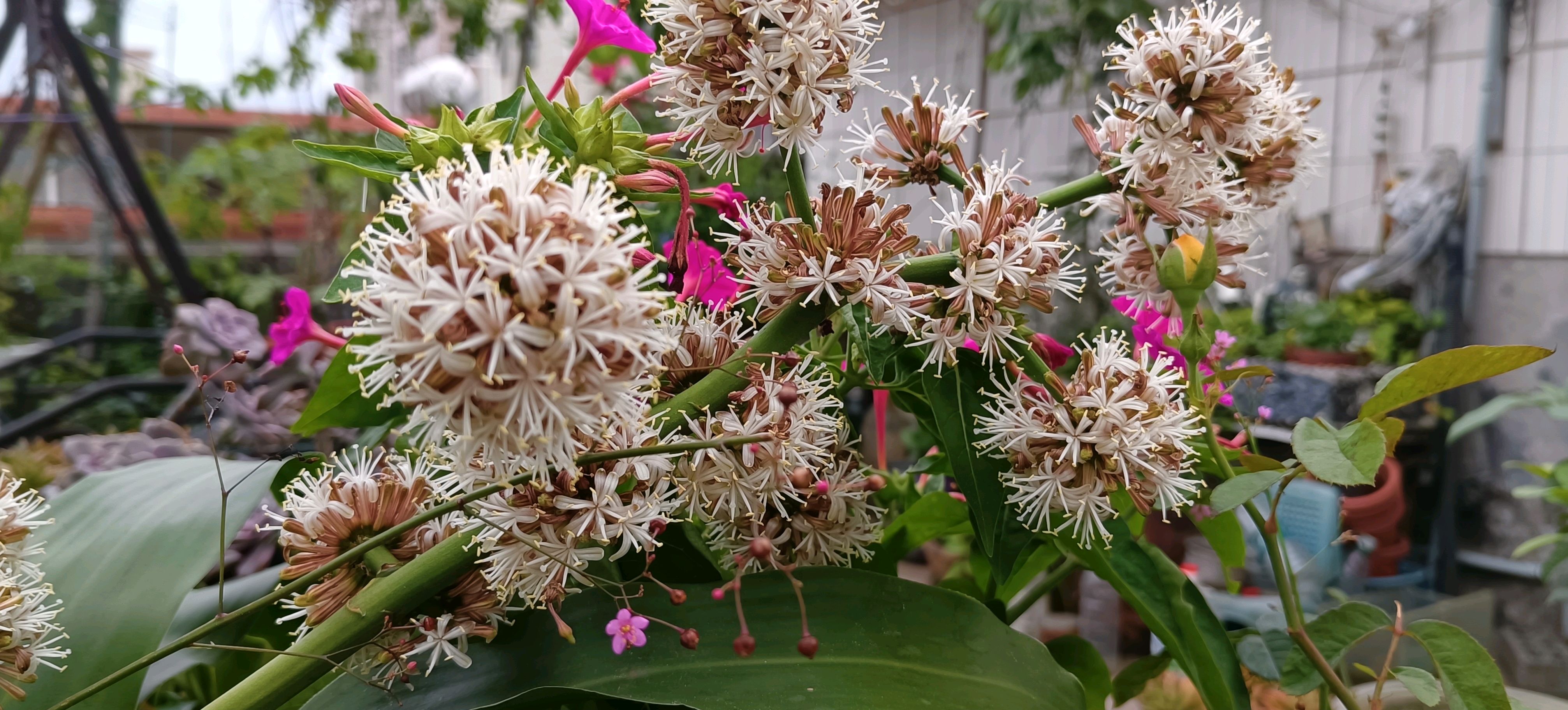 香龙血树风水大忌开花图片