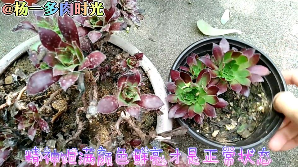 多肉:给丑到惨不忍睹的法师孔雀整整容,它还能再次开屏变美吗?