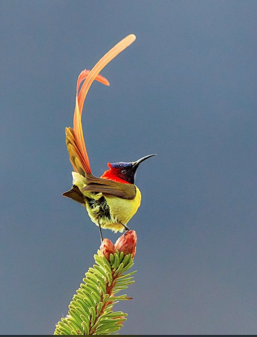 鸟友的  梦中情人   火尾太阳鸟