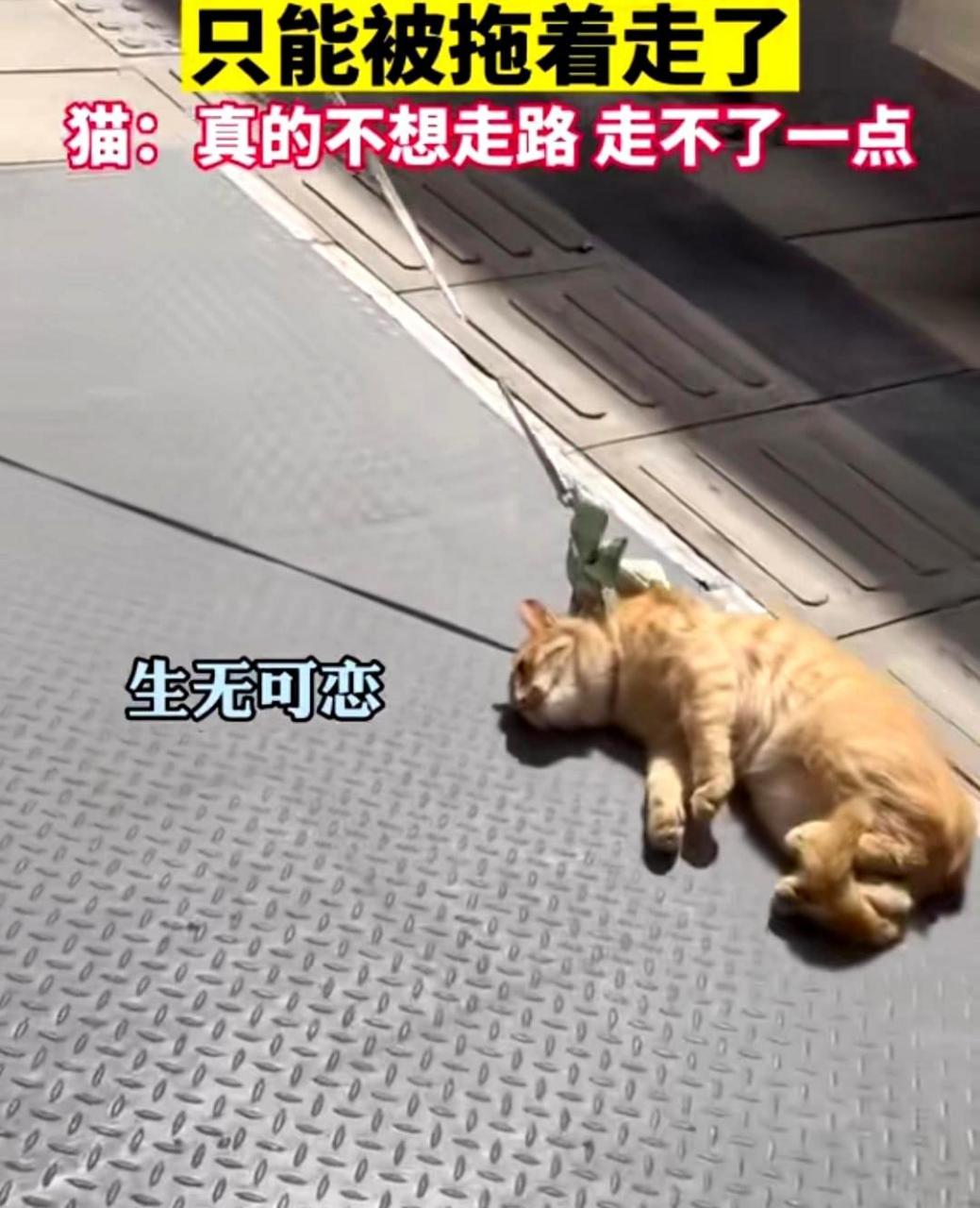 猫咪:逛街太累了,我真的走不动了!