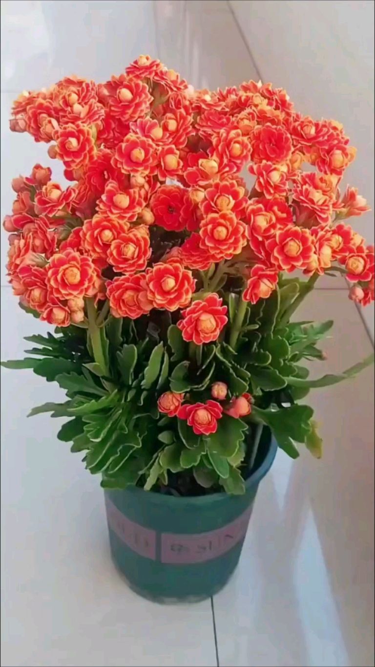 好花分享:金狐狸长寿花