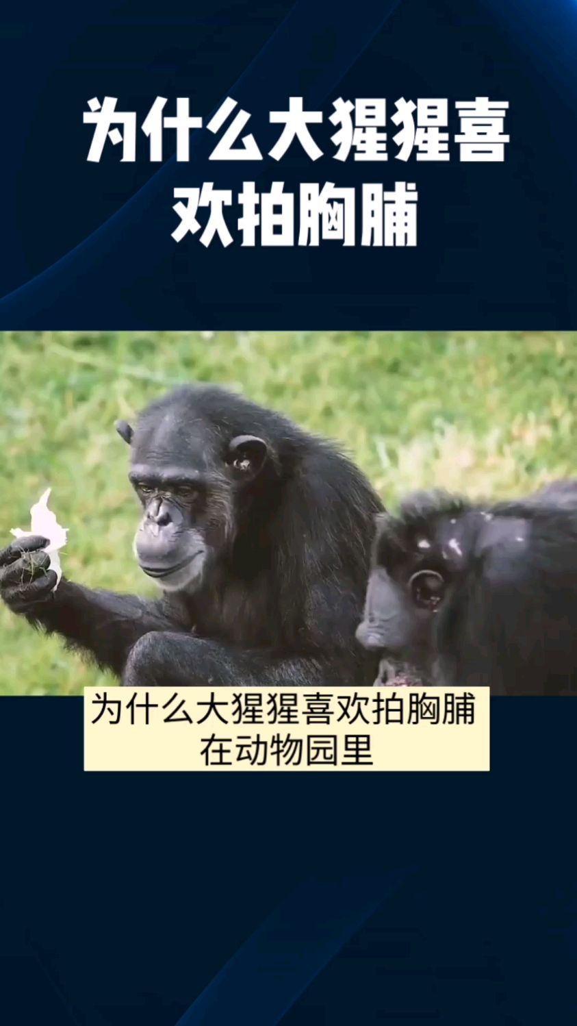 大猩猩拍胸口表情包图片