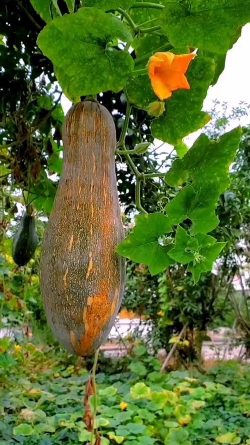 通过嫁接的南瓜,藤长,生长周期长,能提高产量数倍.