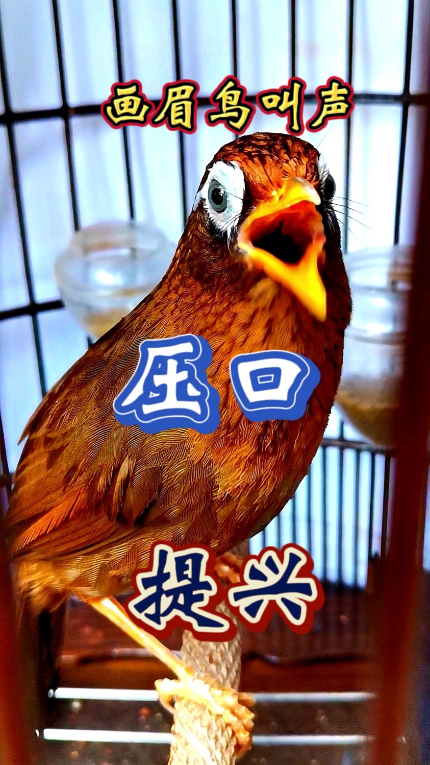 画眉鸟叫声压口提兴必备