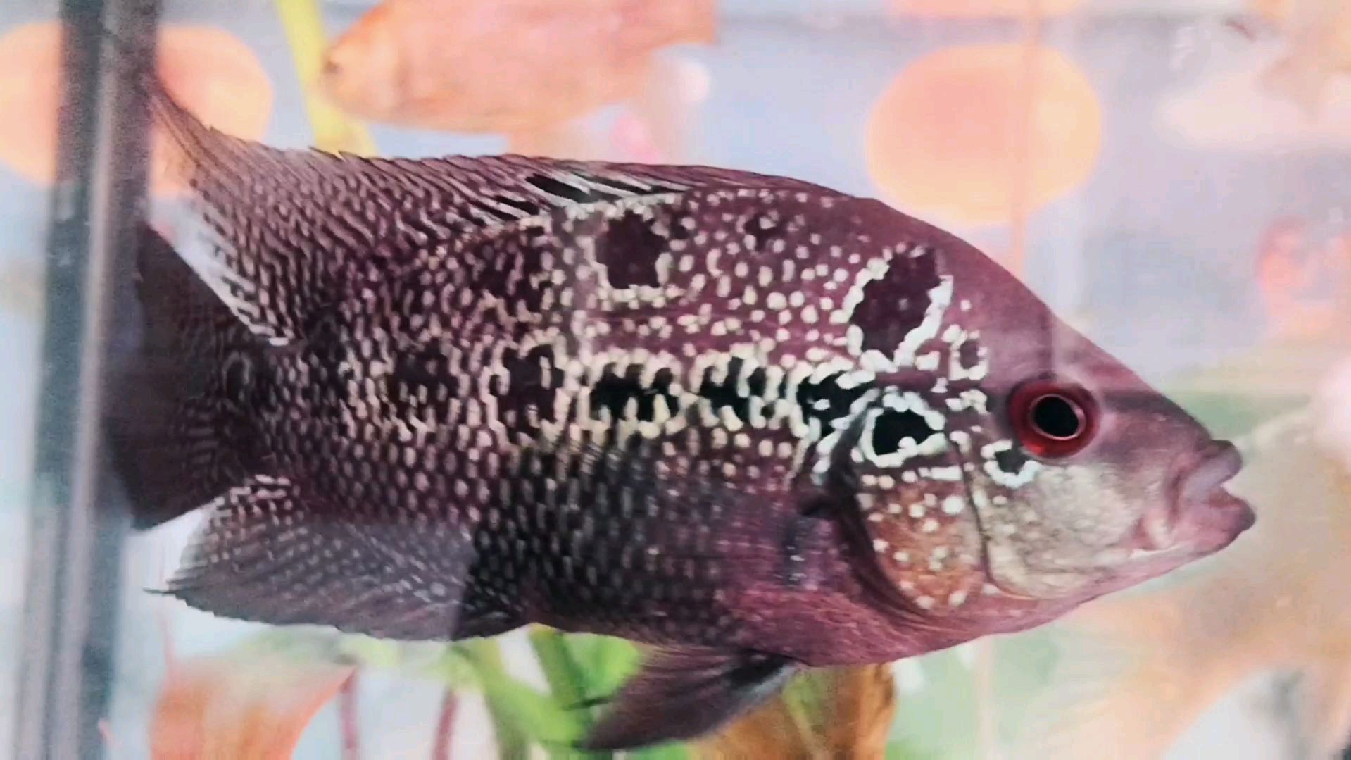 三块八一条的鸿运罗汉鱼,被我养成这样该怎么办