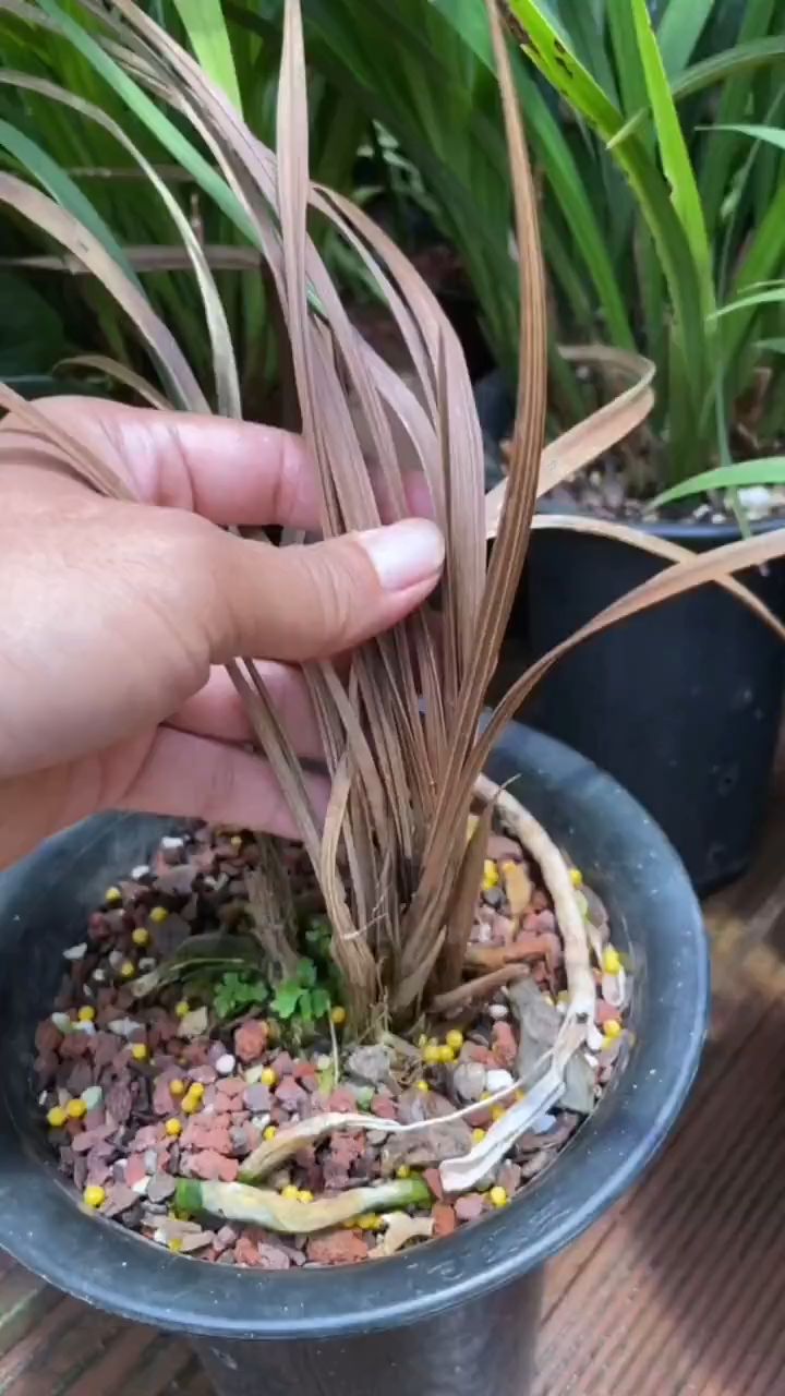 兰花芦头发黑腐烂怎么办?试试这个方法!-度小视