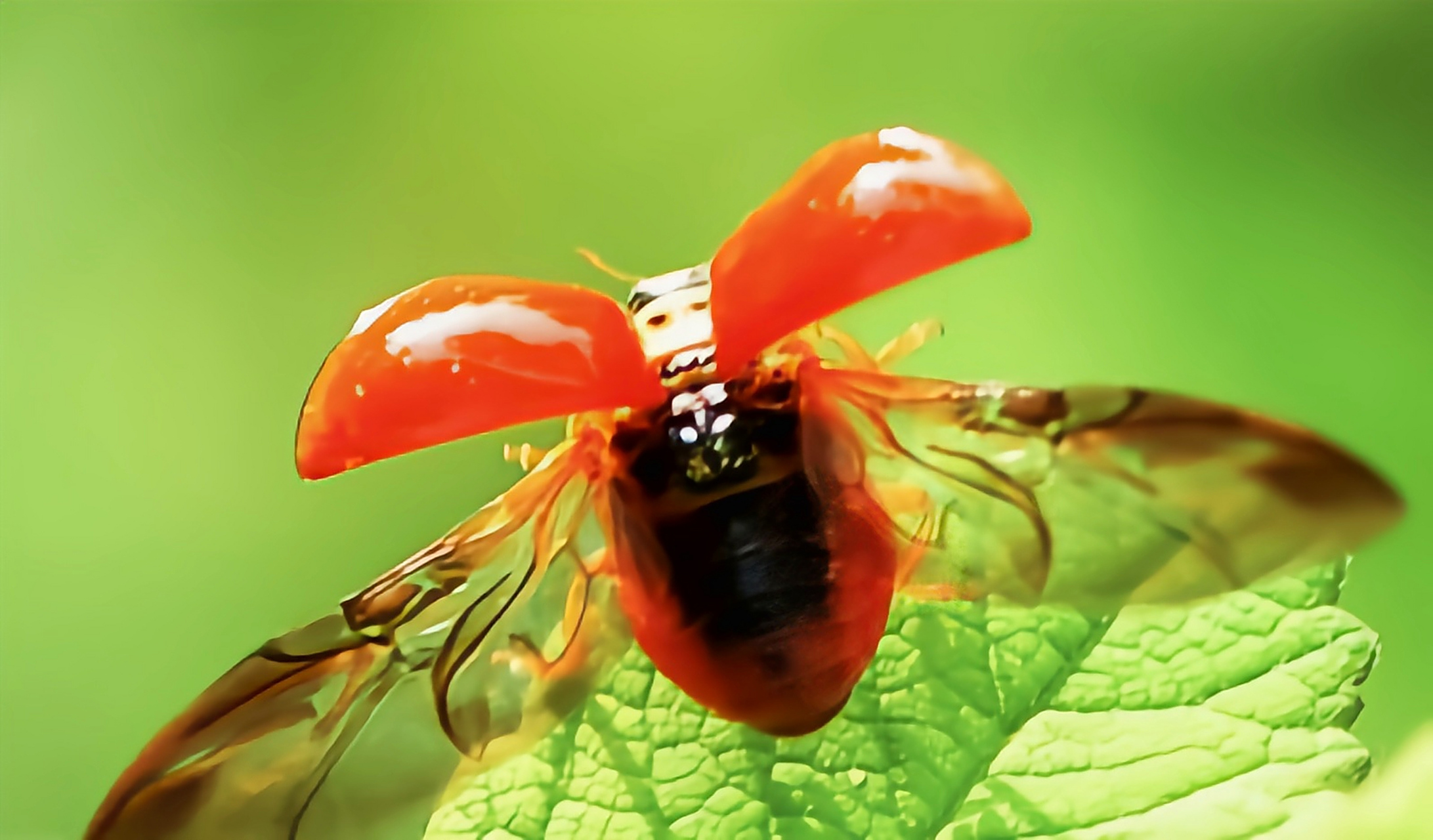 每天认识一种昆虫——大红瓢虫 大红瓢虫原产于亚洲中国,缅甸,印度