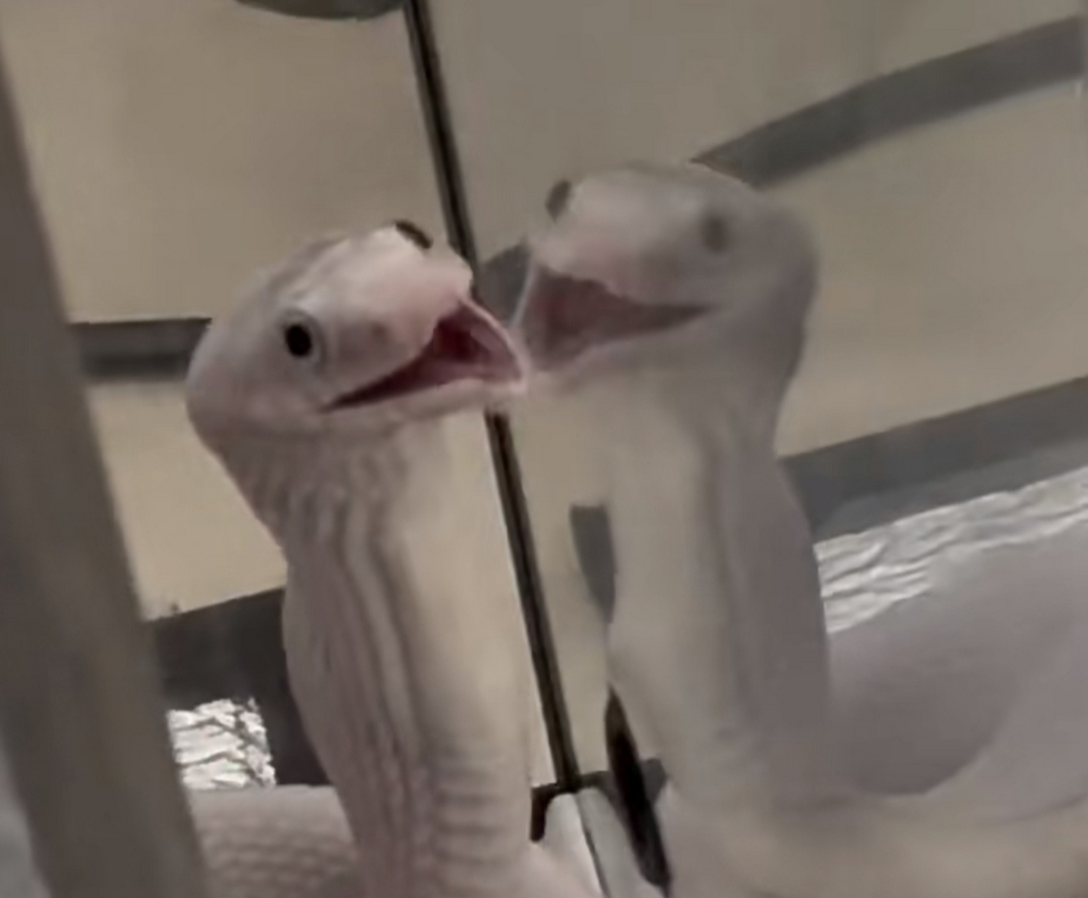 难怪许仙爱上白素贞,瞧瞧人家原身美女蛇一条