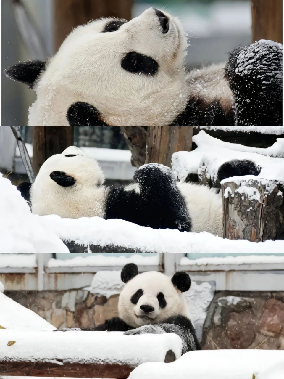 请接受我们萌兰的美颜暴击吧!