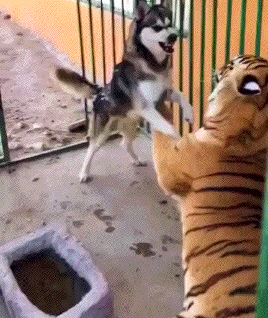 虎落平阳被犬欺  老虎:吃了这货,会不会影响智商?