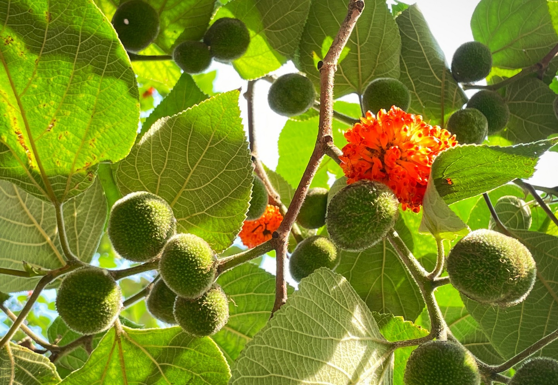 褚实子|构树的果实,很多人小时候应该都见过或者吃过的吧!